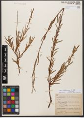 Foto von Salix wilhelmsiana M. Bieb.